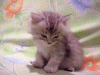 3240725.gif (100x75, 455Kb)