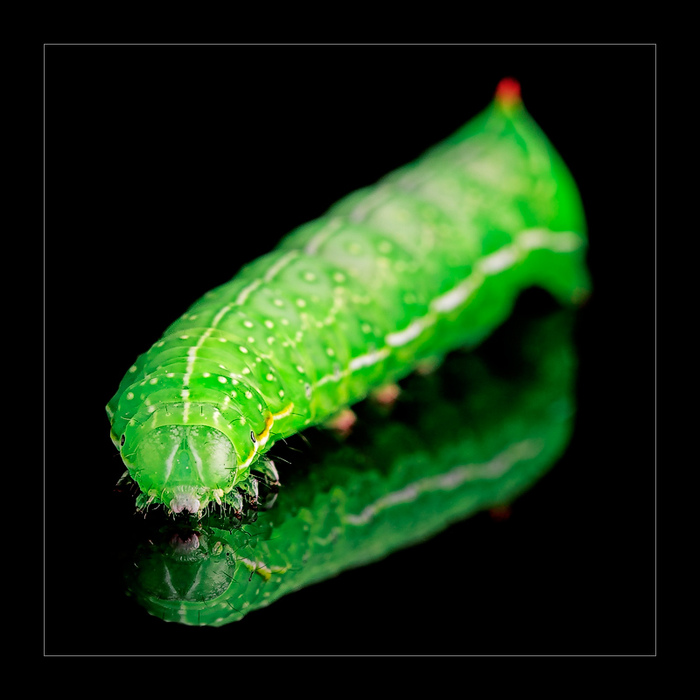 4580774.jpg (700x700, 112Kb)