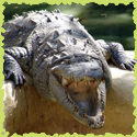 crocodile.jpg (125x125, 34Kb)