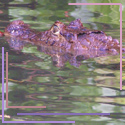 crocodile-1.jpg (125x125, 31Kb)