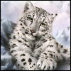 sneebaarss2i[1].jpg (100x100, 6Kb)