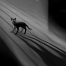 435970_kotik.jpg (134x134, 5Kb)