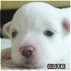4715003_25.gif (100x100, 9Kb)