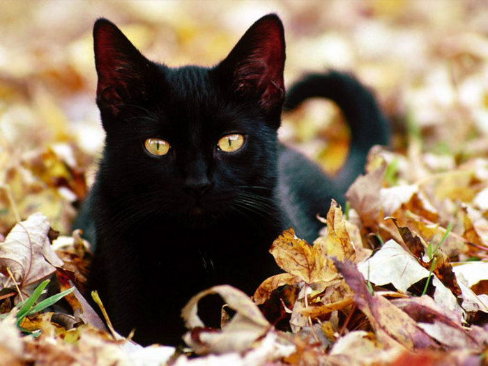 cat002.jpg (700x525, 92Kb)
