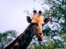 giraffe_2[1].jpg (135x101, 5Kb)