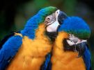 parrots[1].jpg (135x101, 4Kb)
