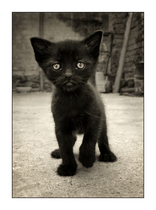  (500x671, 45Kb)