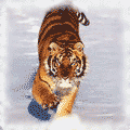  (120x120, 26Kb)