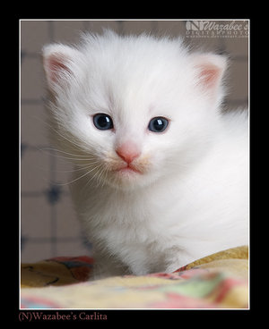 (300x368, 18Kb)