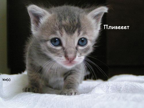  (500x375, 102Kb)