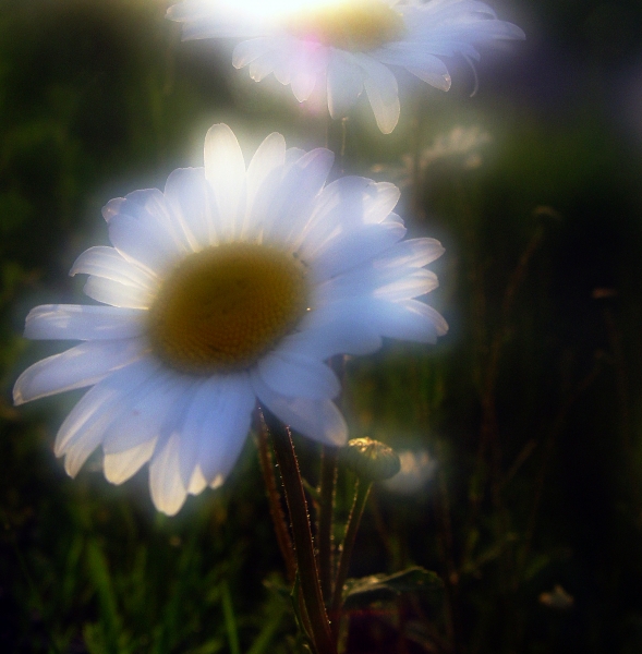 (589x600, 224Kb)