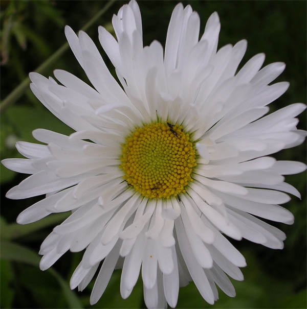  (600x605, 62Kb)