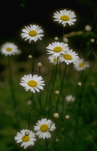  (387x600, 24Kb)