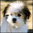 d00157.jpg (110x110, 11Kb)