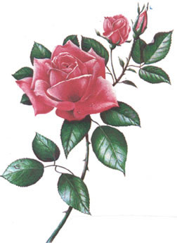 rose.jpg (252x345, 19Kb)