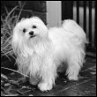 d00218.jpg (110x110, 4Kb)