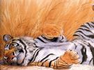 tiger001[1].jpg (135x101, 5Kb)