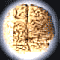 main1.gif (60x60, 1Kb)