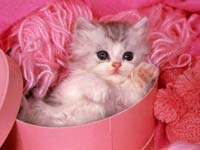 animals_115.jpg (200x150, 5Kb)