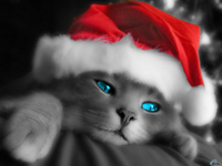 s_h8369.jpg (200x150, 19Kb)