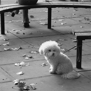 Lonely-Dog.jpg (300x300, 14Kb)