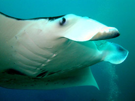 space manta ray что это. Смотреть фото space manta ray что это. Смотреть картинку space manta ray что это. Картинка про space manta ray что это. Фото space manta ray что это