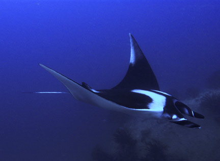 space manta ray что это. Смотреть фото space manta ray что это. Смотреть картинку space manta ray что это. Картинка про space manta ray что это. Фото space manta ray что это