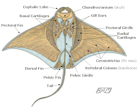 space manta ray что это. Смотреть фото space manta ray что это. Смотреть картинку space manta ray что это. Картинка про space manta ray что это. Фото space manta ray что это