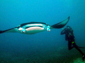 space manta ray что это. Смотреть фото space manta ray что это. Смотреть картинку space manta ray что это. Картинка про space manta ray что это. Фото space manta ray что это