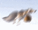 .gif (75x60, 10Kb)
