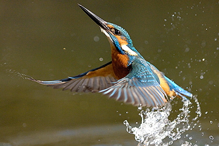 db_EV0181.jpg (451x300, 84Kb)