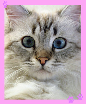 4704212_n_cat17.jpg (289x350, 41Kb)
