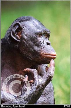 The_Bonobo1.jpg (243x369, 29Kb)