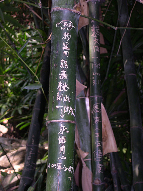 Bamboo.jpg (480x640, 81Kb)