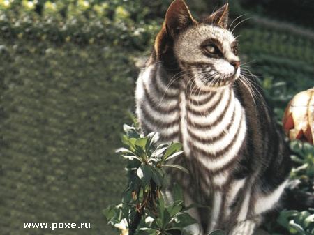 goth-cat.jpg (450x337, 29Kb)