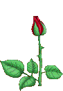 roses.gif (91x131, 20Kb)