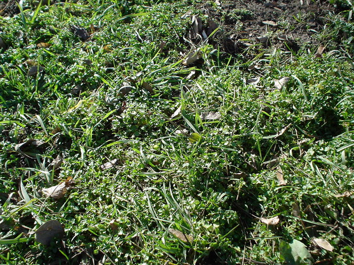 DSC02100.JPG (700x525, 244Kb)