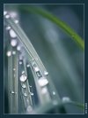 drops.jpg (100x133, 3Kb)