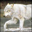 volk04.jpg (110x110, 5Kb)