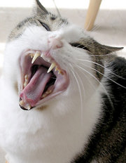 180px-Cat_yawning.jpg (180x232, 10Kb)