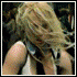 264483_ug02feb9.gif (70x70, 199Kb)