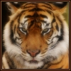 Tige34324.jpg (100x100, 10Kb)