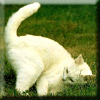 3233602.gif (100x100, 9Kb)