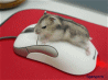 761687_avj5f7.gif (98x73, 20Kb)