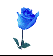 blue_rose.gif (53x56, 6Kb)