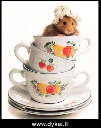 hamstercup.jpg (399x506, 29Kb)