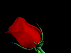 blooming_rose-1.gif (144x108, 25Kb)