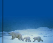 Bears.jpg (169x140, 3Kb)