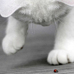 060112cat20dr.jpg (150x150, 19Kb)
