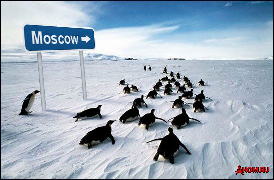 penguins.jpg (545x359, 42Kb)